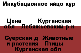 Инкубационное яйцо кур › Цена ­ 50 - Курганская обл., Лебяжьевский р-н, Суерская д. Животные и растения » Птицы   . Курганская обл.